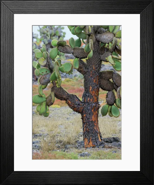 Framed Print : Carpet weed along with Opuntia prickly pear cactus, South Plaza Island, Galapagos Islands, Ecuador. Date: 28-07-2021 Framed Print : Carpet weed along with Opuntia prickly pear cactus, South Plaza Island, Galapagos Islands, Ecuador. Date: 28-07-2021