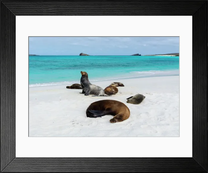 Framed Print : Galapagos Sea Lions (Zalophus californianus wollebaeki), Gardner Bay, Espanola Island, Galapagos islands, Ecuador. Date: 01-11-2017