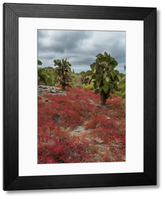 Framed Print : Sesuvium edmonstonei and cactus, South Plaza Island, Galapagos islands, Ecuador. Date: 03-11-2017 Framed Print : Sesuvium edmonstonei and cactus, South Plaza Island, Galapagos islands, Ecuador. Date: 03-11-2017
