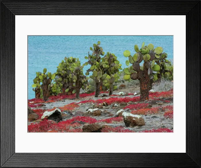 Framed Print : Sesuvium edmonstonei and cactus, South Plaza Island, Galapagos islands, Ecuador. Date: 03-11-2017 Framed Print : Sesuvium edmonstonei and cactus, South Plaza Island, Galapagos islands, Ecuador. Date: 03-11-2017