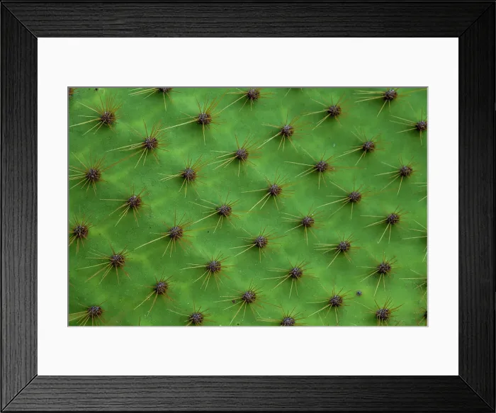Framed Print : Close up of a cactus, South Plaza Island, Galapagos islands, Ecuador. Date: 03-11-2017 Framed Print : Close up of a cactus, South Plaza Island, Galapagos islands, Ecuador. Date: 03-11-2017