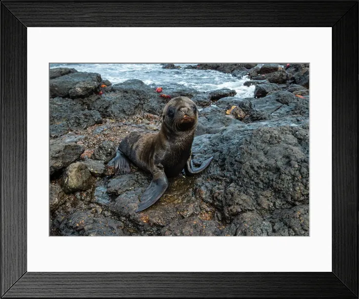 Framed Print : Galapagos Sea Lion (Zalophus californianus wollebaeki), South Plaza Island, Galapagos islands, Ecuador. Date: 03-11-2017