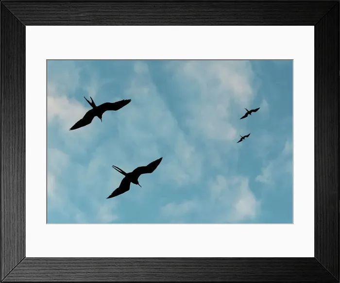 Framed Print : Great Frigate birds (Fregata minor ridgwayi), South Plaza Island, Galapagos islands, Ecuador. Date: 03-11-2017