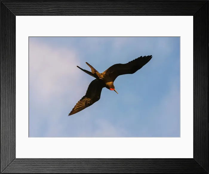 Framed Print : Great Frigate bird (Fregata minor ridgwayi), South Plaza Island, Galapagos islands, Ecuador. Date: 03-11-2017