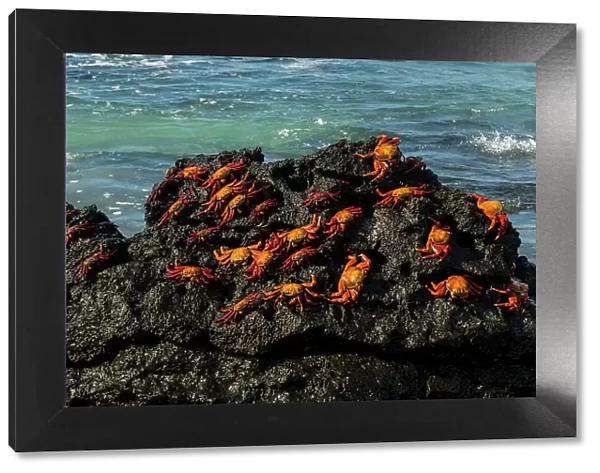 Sally Lightfoot Crab (Grapsus grapsus), Bachas beach, North Seymour island, Galapagos islands, Ecuador. Date: 04-11-2017
