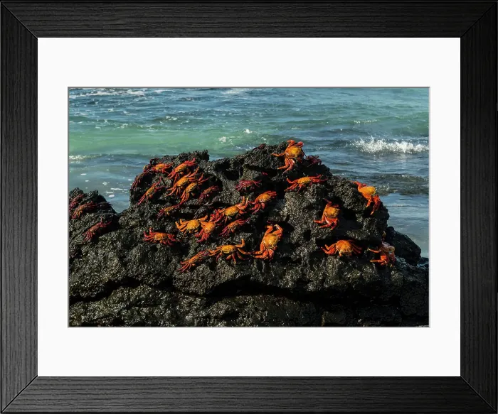 Framed Print : Sally Lightfoot Crab (Grapsus grapsus), Bachas beach, North Seymour island, Galapagos islands, Ecuador. Date: 04-11-2017 Framed Print : Sally Lightfoot Crab (Grapsus grapsus), Bachas beach, North Seymour island, Galapagos islands, Ecuador. Date: 04-11-2017