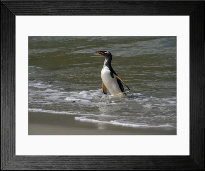 Framed Print : Falkland Islands, Gentoo Penguin emerges from the ocean. Date: 28-10-2019