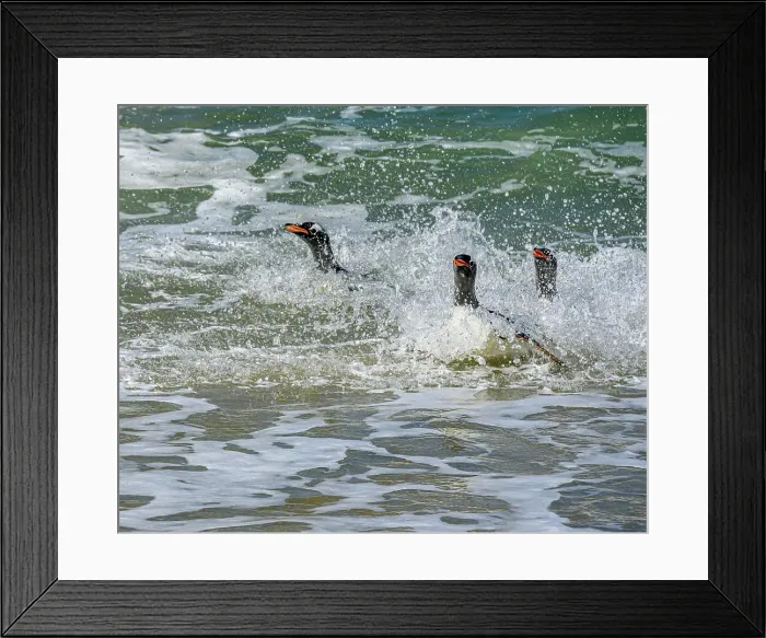Framed Print : Falkland Islands, Gentoo Penguins emerge from the ocean. Date: 28-10-2019