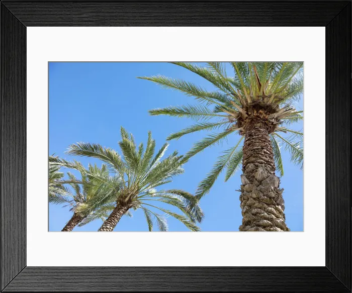 Framed Print : Palm tree. Cabo San Lucas, Mexico. Date: 10-03-2021 Framed Print : Palm tree. Cabo San Lucas, Mexico. Date: 10-03-2021