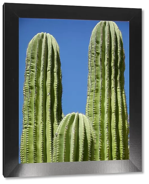 Cactus. Cabo San Lucas, Mexico. Date: 10-03-2021