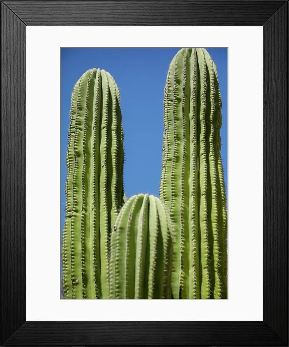 Framed Print : Cactus. Cabo San Lucas, Mexico. Date: 10-03-2021 Framed Print : Cactus. Cabo San Lucas, Mexico. Date: 10-03-2021