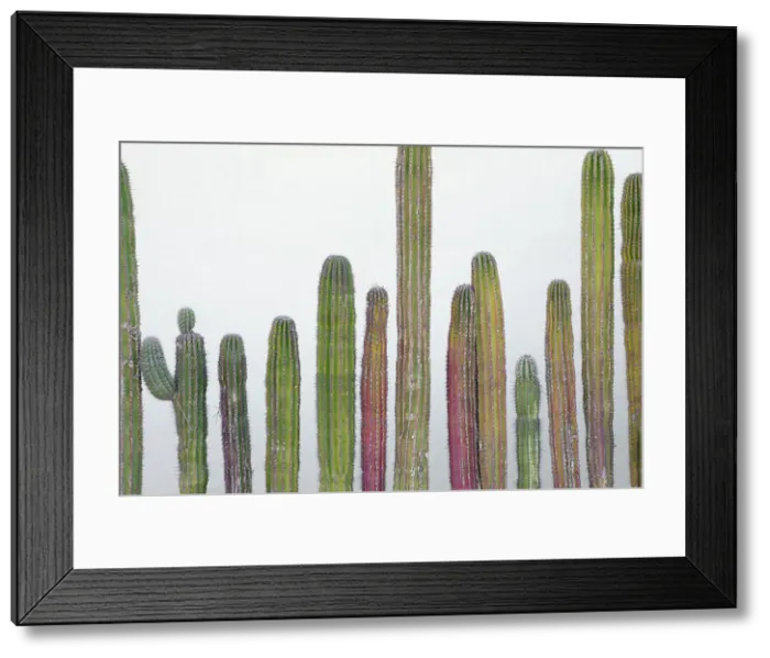 Framed Print : Colorful cactus. Cabo San Lucas, Mexico. Date: 16-03-2021