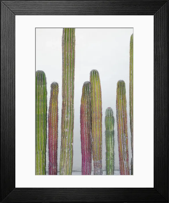 Framed Print : Colorful cactus. Cabo San Lucas, Mexico. Date: 16-03-2021 Framed Print : Colorful cactus. Cabo San Lucas, Mexico. Date: 16-03-2021
