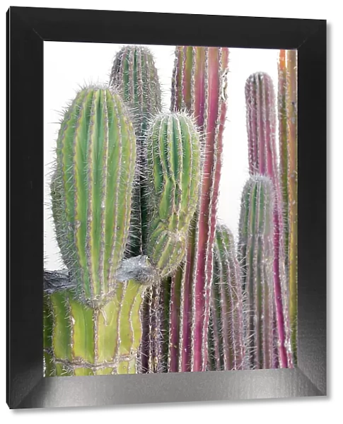 Colorful cactus. Cabo San Lucas, Mexico. Date: 16-03-2021