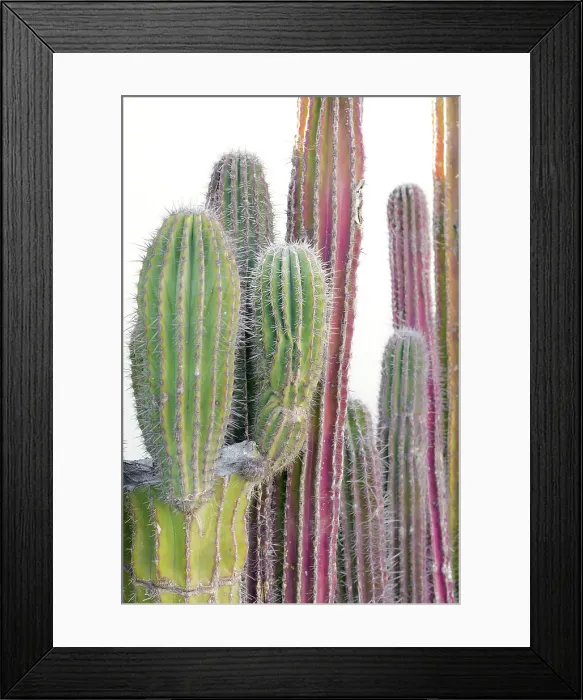 Framed Print : Colorful cactus. Cabo San Lucas, Mexico. Date: 16-03-2021 Framed Print : Colorful cactus. Cabo San Lucas, Mexico. Date: 16-03-2021
