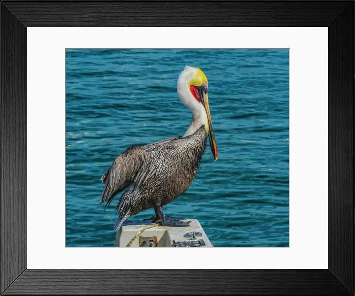 Framed Print : Brown pelican, Cabo San Lucas, Baja Mexico. Date: 14-01-2021 Framed Print : Brown pelican, Cabo San Lucas, Baja Mexico. Date: 14-01-2021