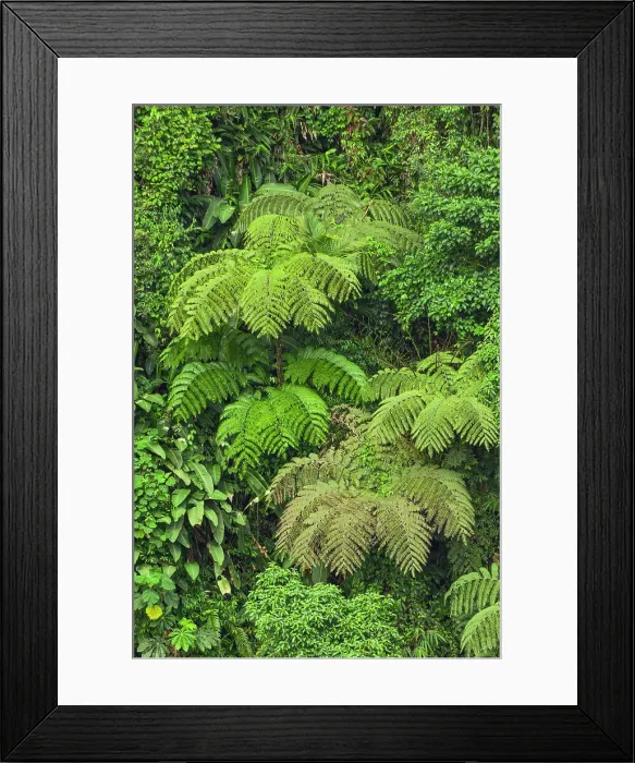 Framed Print : Cloud forest trees and vegetation in the mountains of Bajos del Toro Amarillo, Sarchi, Costa Rica Date: 18-03-2011 Framed Print : Cloud forest trees and vegetation in the mountains of Bajos del Toro Amarillo, Sarchi, Costa Rica Date: 18-03-2011