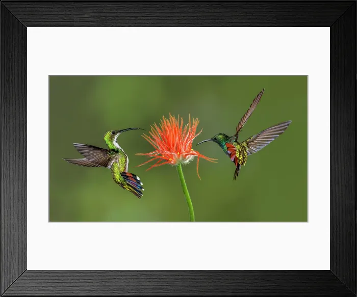 Framed Print : Male and female Green breasted Mango hummingbirds flying, Costa Rica Date: 18-03-2011 Framed Print : Male and female Green breasted Mango hummingbirds flying, Costa Rica Date: 18-03-2011