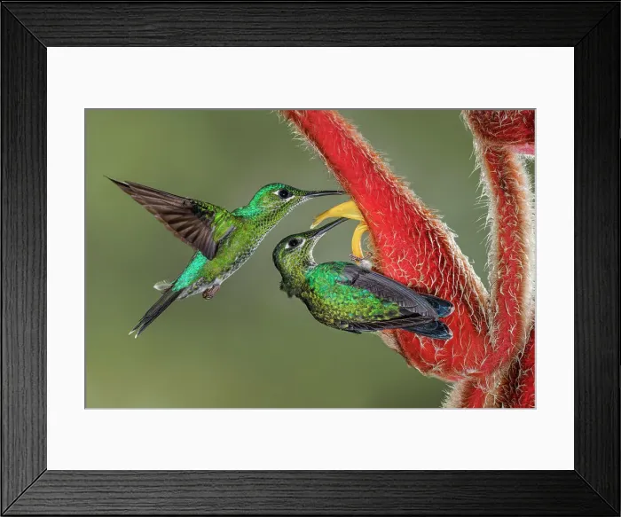 Framed Print : Green Crowned Brilliant hummingbird, Costa Rica Date: 18-03-2011