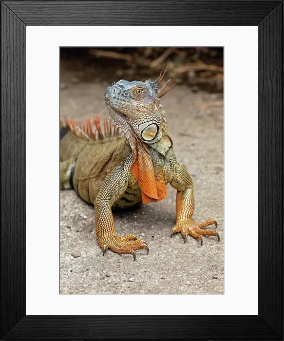 Framed Print : Green Iguana, Costa Rica Date: 19-03-2011 Framed Print : Green Iguana, Costa Rica Date: 19-03-2011