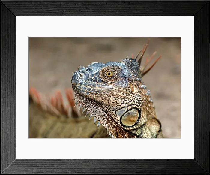 Framed Print : Green Iguana, Costa Rica Date: 19-03-2011 Framed Print : Green Iguana, Costa Rica Date: 19-03-2011