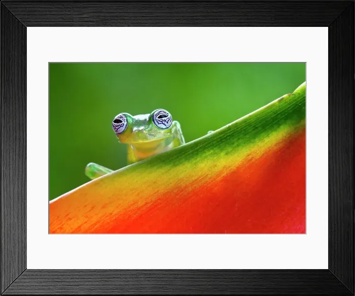 Framed Print : Ghost Glass Frog, Costa Rica Date: 20-03-2011 Framed Print : Ghost Glass Frog, Costa Rica Date: 20-03-2011