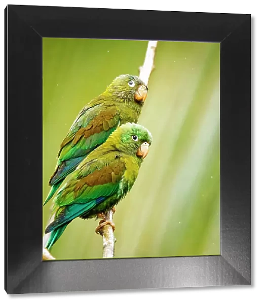 Costa Rica, parakeet perched Date: 20-02-2015