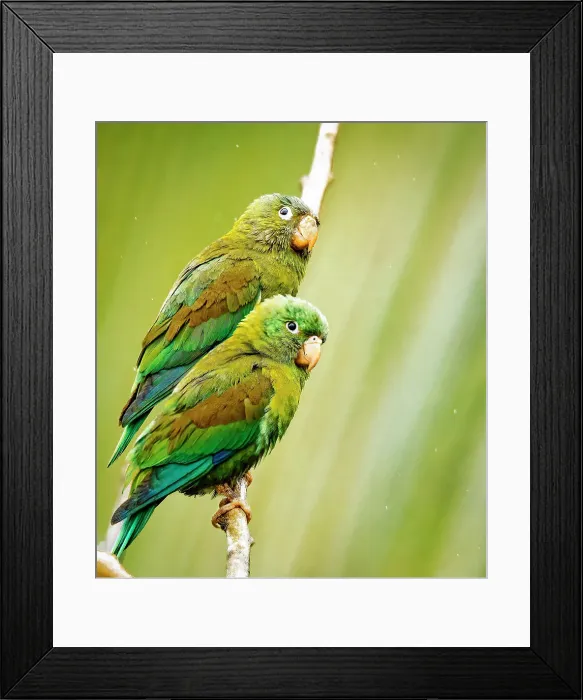 Framed Print : Costa Rica, parakeet perched Date: 20-02-2015