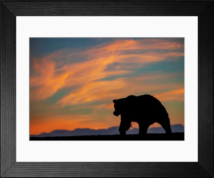 Framed Print : Adult grizzly bear silhouetted on beach at sunrise, Lake Clark National Park and Preserve, Alaska, Silver Salmon Creek Date: 30-08-2021 Framed Print : Adult grizzly bear silhouetted on beach at sunrise, Lake Clark National Park and Preserve, Alaska, Silver Salmon Creek Date: 30-08-2021