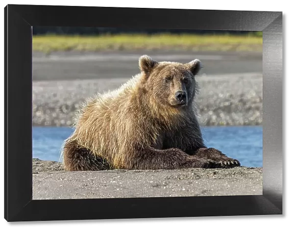 Grizzly bear resting on shoreline, Lake Clark National Park and Preserve, Alaska, Silver Salmon Creek Date: 28-08-2021