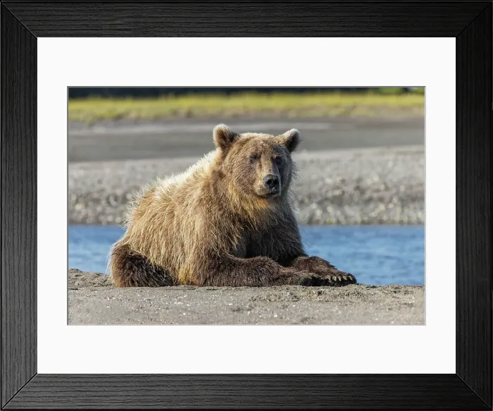Framed Print : Grizzly bear resting on shoreline, Lake Clark National Park and Preserve, Alaska, Silver Salmon Creek Date: 28-08-2021 Framed Print : Grizzly bear resting on shoreline, Lake Clark National Park and Preserve, Alaska, Silver Salmon Creek Date: 28-08-2021