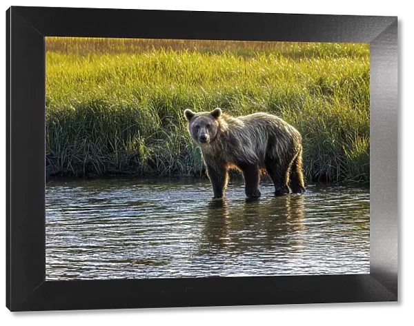 Grizzly bear cub crossing grassy meadow, Lake Clark National Park and Preserve, Alaska, Silver Salmon Creek Date: 28-08-2021