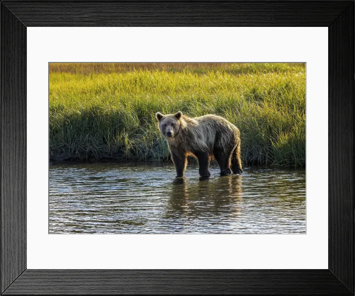 Framed Print : Grizzly bear cub crossing grassy meadow, Lake Clark National Park and Preserve, Alaska, Silver Salmon Creek Date: 28-08-2021 Framed Print : Grizzly bear cub crossing grassy meadow, Lake Clark National Park and Preserve, Alaska, Silver Salmon Creek Date: 28-08-2021