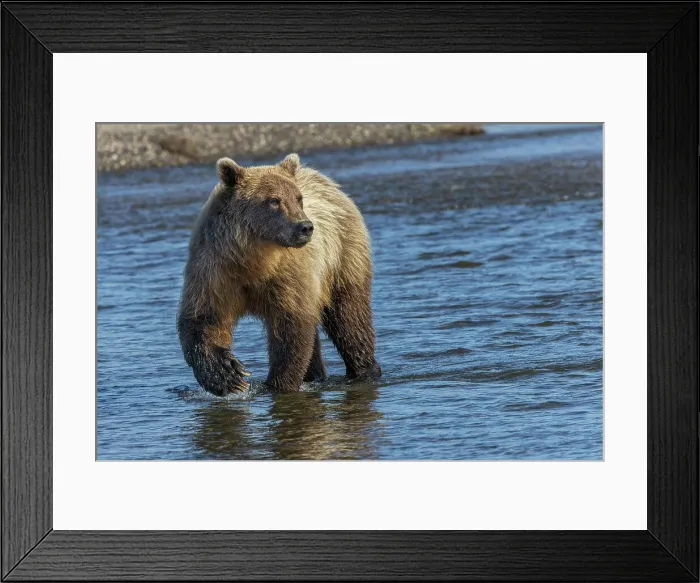 Framed Print : Adult grizzly bear chasing fish, Lake Clark National Park and Preserve, Alaska, Silver Salmon Creek Date: 27-08-2021 Framed Print : Adult grizzly bear chasing fish, Lake Clark National Park and Preserve, Alaska, Silver Salmon Creek Date: 27-08-2021