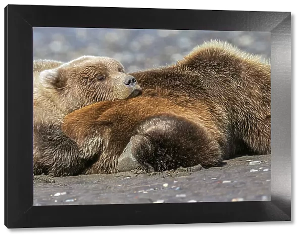 Female grizzly bear with second year cub sleeping on her back, Lake Clark National Park and Preserve, Alaska Date: 26-08-2021