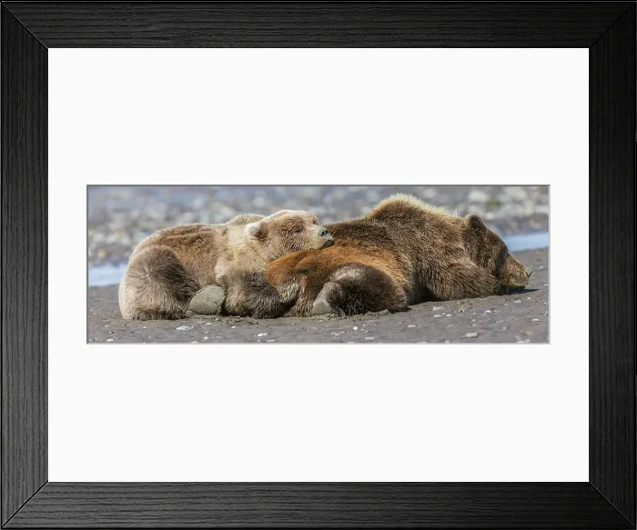 Framed Print : Female grizzly bear with second year cub sleeping on her back, Lake Clark National Park and Preserve, Alaska Date: 26-08-2021 Framed Print : Female grizzly bear with second year cub sleeping on her back, Lake Clark National Park and Preserve, Alaska Date: 26-08-2021