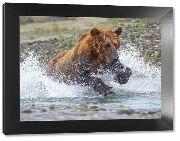 USA, Alaska. A brown bear splashes through a stream in pursuit of salmon. Date: 27-07-2011