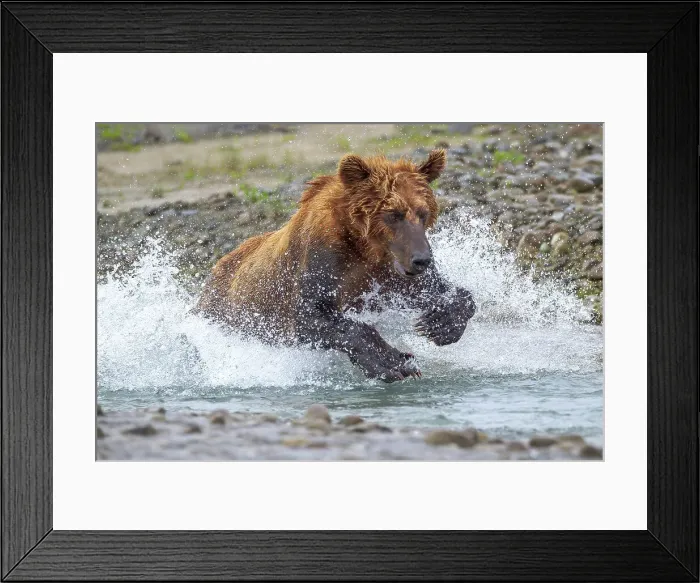 Framed Print : USA, Alaska. A brown bear splashes through a stream in pursuit of salmon. Date: 27-07-2011 Framed Print : USA, Alaska. A brown bear splashes through a stream in pursuit of salmon. Date: 27-07-2011