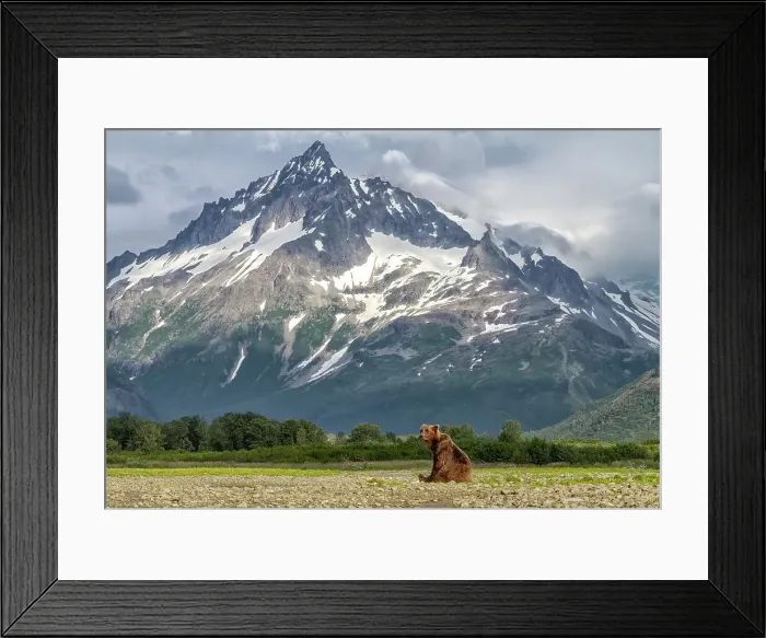 Framed Print : USA, Alaska. A bear poses next to a scenic stream with high mountains behind. Date: 29-07-2011 Framed Print : USA, Alaska. A bear poses next to a scenic stream with high mountains behind. Date: 29-07-2011