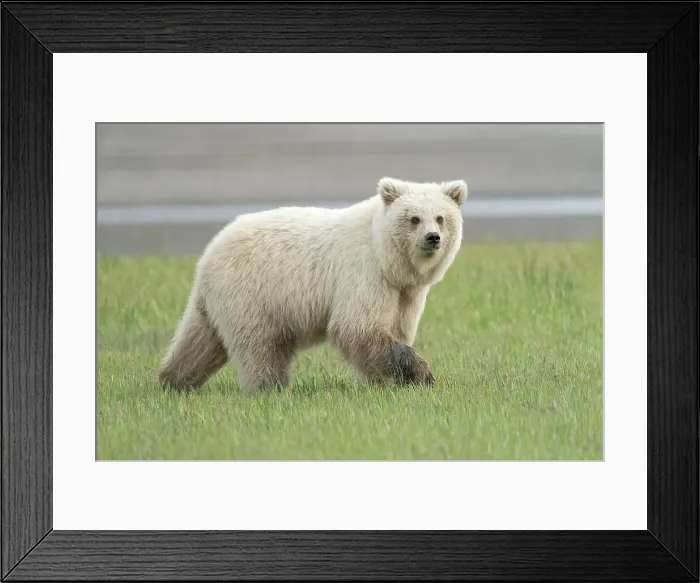Framed Print : USA, Alaska. A very light colored female brown bear cub is nervous about other bears. Date: 06-07-2021 Framed Print : USA, Alaska. A very light colored female brown bear cub is nervous about other bears. Date: 06-07-2021