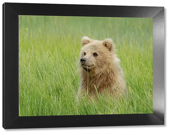 USA, Alaska. Portrait of a light colored brown bear cub. Date: 07-07-2021