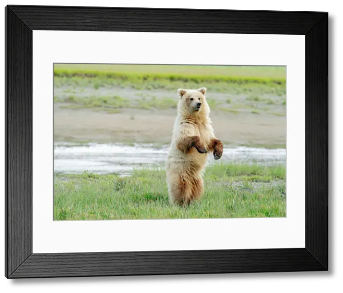 Framed Print : USA, Alaska. A light colored brown bear stands to look for danger. Date: 08-07-2021 Framed Print : USA, Alaska. A light colored brown bear stands to look for danger. Date: 08-07-2021