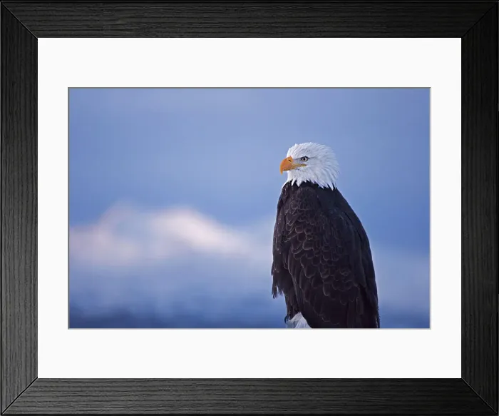 Framed Print : Bald Eagle, Homer, Alaska, USA Date: 09-03-2007