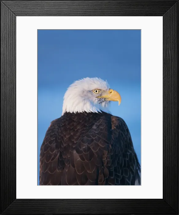Framed Print : Bald Eagle, Homer, Alaska, USA Date: 11-03-2007 Framed Print : Bald Eagle, Homer, Alaska, USA Date: 11-03-2007