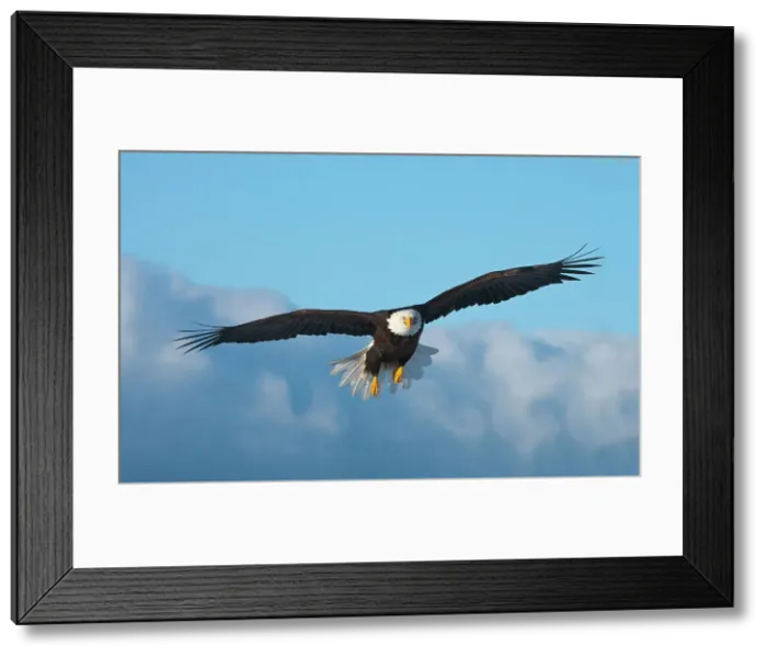 Framed Print : Bald Eagle flying, Homer, Alaska, USA Date: 11-03-2007 Framed Print : Bald Eagle flying, Homer, Alaska, USA Date: 11-03-2007