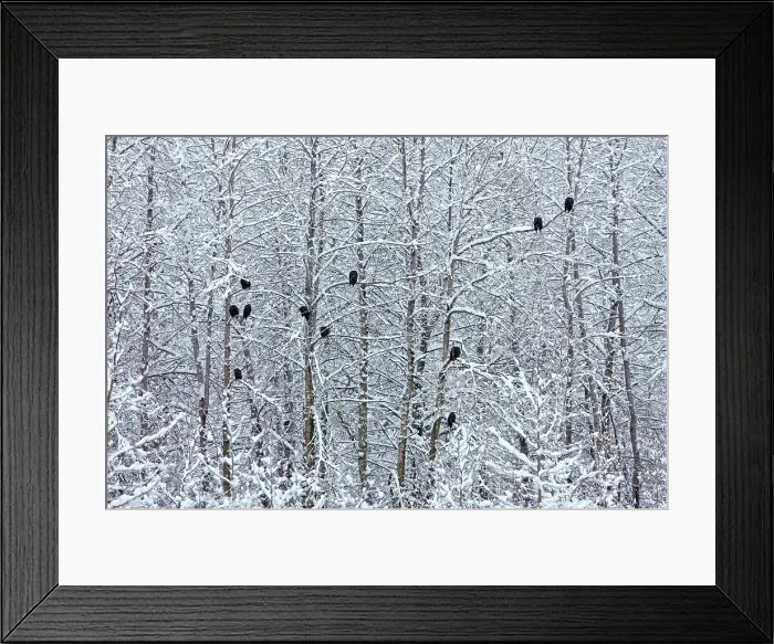 Framed Print : Bald Eagles perched on trees covered with snow, Haines, Alaska, USA Date: 14-11-2011 Framed Print : Bald Eagles perched on trees covered with snow, Haines, Alaska, USA Date: 14-11-2011