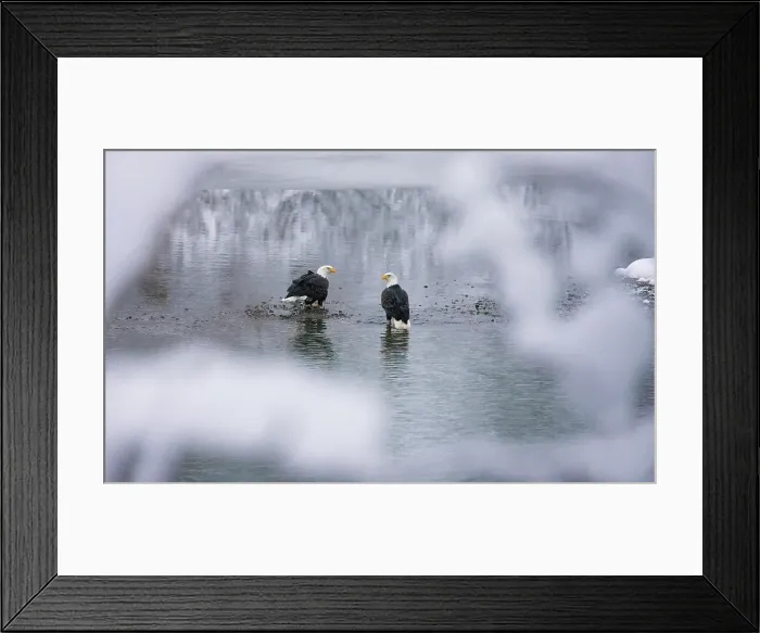 Framed Print : Bald Eagles on the river in the forest covered with snow, Haines, Alaska, USA Date: 14-11-2011 Framed Print : Bald Eagles on the river in the forest covered with snow, Haines, Alaska, USA Date: 14-11-2011
