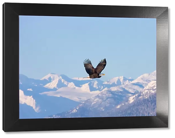 Bald Eagle flying over snow mountain, Haines, Alaska, USA Date: 19-11-2011