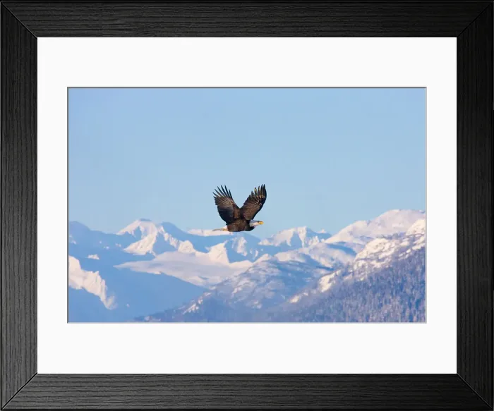 Framed Print : Bald Eagle flying over snow mountain, Haines, Alaska, USA Date: 19-11-2011 Framed Print : Bald Eagle flying over snow mountain, Haines, Alaska, USA Date: 19-11-2011