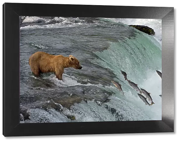 Tourists photographing Brown Bear catching salmon at Brooks Falls, Katmai National Park, Alaska, USA Date: 13-04-2021